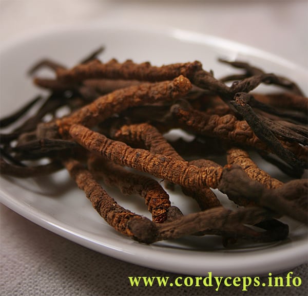 Cordyceps