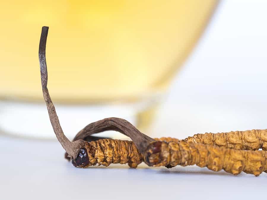 Cordyceps před hrnkem s čajem