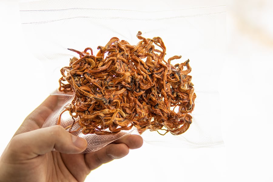 Nejlepší cordyceps
