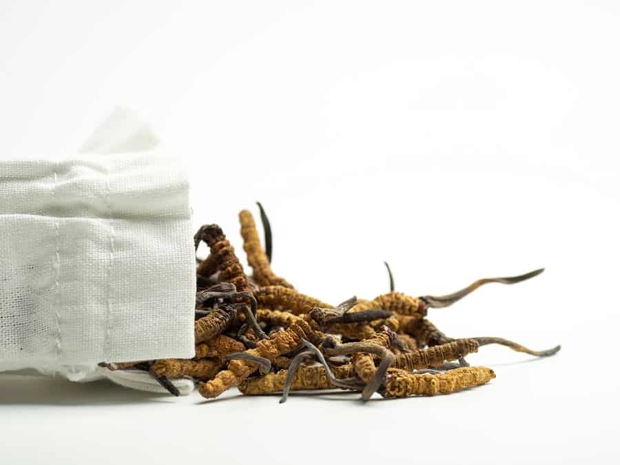 Cordyceps sinensis vysypaný z pytlíku