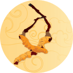 cordyceps-info-uvodka