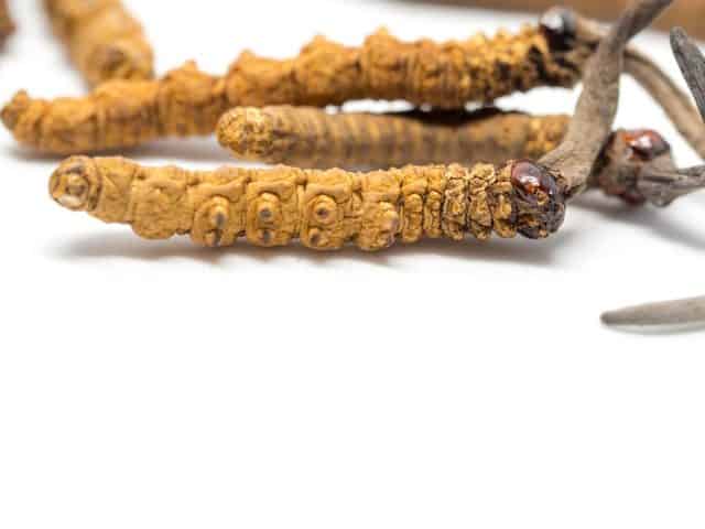 cordyceps sinenesis česky housenice čínská