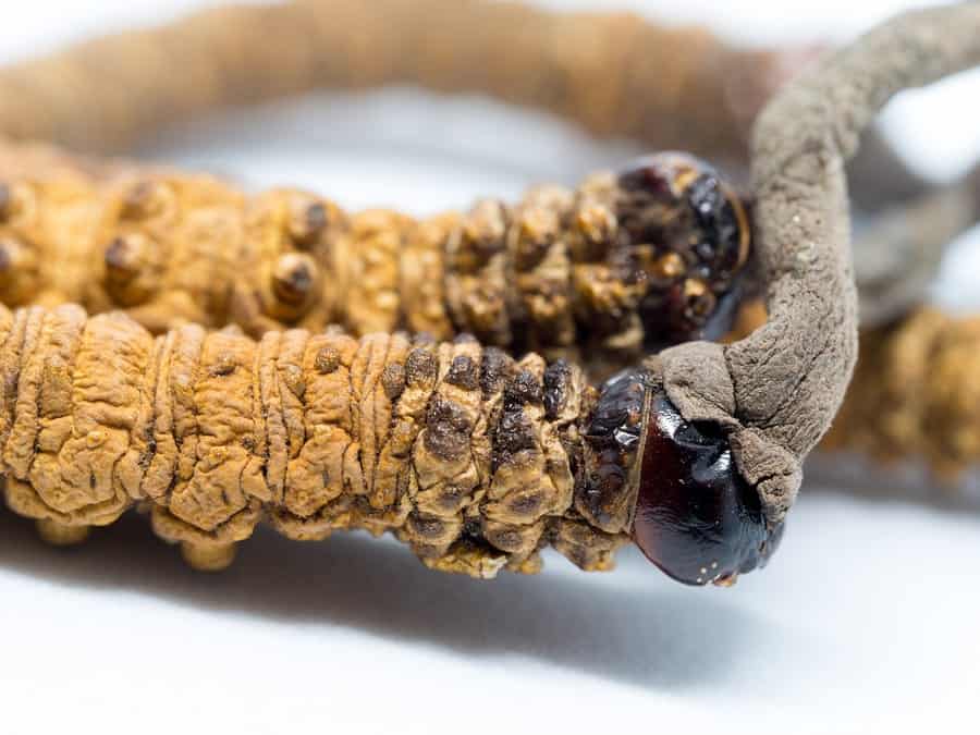 houba cordyceps sinensis