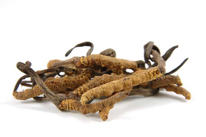 cordyceps-superionherbs6