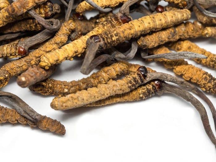 housenice čínská latinsky Cordyceps sinensis